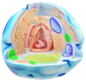 سلول شناسی یاخته واحد بنیادین ساختاری و کارکردی همه جانداران (ارگانیسم‌های موجودات زنده) است و به صورت بافت سازمان می‌یابد. سلول کوچکترین واحد زندگی (حیات) است و آن‌ ها اغلب "بلوک های زندگی" نامیده می شوند. مطالعه سلول ها، زیست شناسی سلولی است.